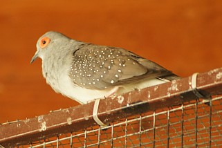 Geopelia cuneata - Diamanttäubchen (Diamanttaube)